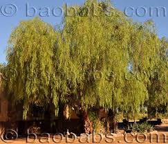 Image result for Schinus molle