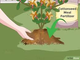Maybe you would like to learn more about one of these? How To Plant Azaleas 11 Steps With Pictures Wikihow