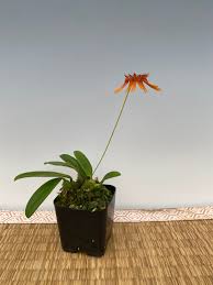 Image result for Bulbophyllum kivuense