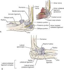 Anatomical and biomechanical knowledge of the supporting structures that conventional mri and mr arthrography are the imaging modalities of choice in the evaluation of elbow ligament injuries. Elbow Clinical Gate