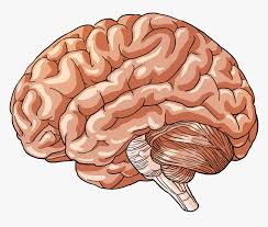 370 photos are tagged with birthday png; Transparent Human Body Png Brain Body Part Cartoon Png Download Transparent Png Image Pngitem