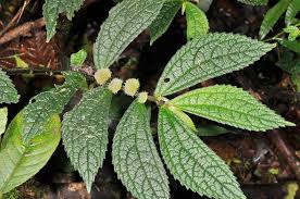 Image result for Elatostema monticola