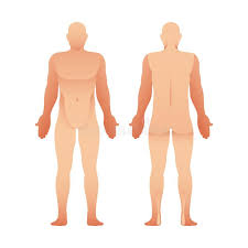 A) acetabulum b) pelvic c). Silhouettes Of Man Front And Back View Vector Human Body Stock Vector Illustration Of Back Figure 156621965