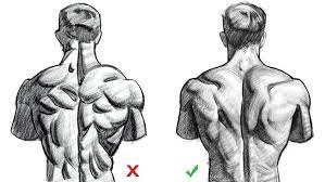 #anatomy detail #anatomy reference #muscle reference #skeleton reference #male anatomy. How To Draw Upper Back Muscles Form Proko