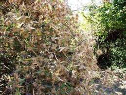 Image result for Leptactina benguelensis