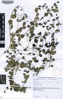 Image result for Diclis reptans