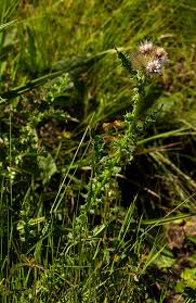 Image result for Carduus nyassanus