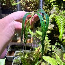 Image result for Lindsaeaceae