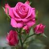 Choose from a curated selection of rose photos. Https Encrypted Tbn0 Gstatic Com Images Q Tbn And9gcruoxn3vgtiheo0k5wp7ukyuhcfp7b4ywnjg6ijnzzbi1xp6nqh Usqp Cau