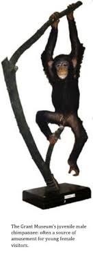 Does Size Matter Evolution And The Primate Penis Ucl Researchers In Museums