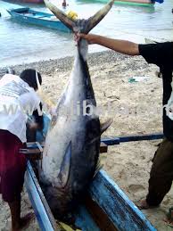 5 hours ago last post: Tuna Fish Products Indonesia Tuna Fish Supplier