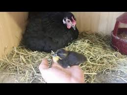 Futter und wasser sollen bereitstehen, da ab wann dürfen die kleinen nach draussen. Laufenten Enteneier Ausbruten Youtube