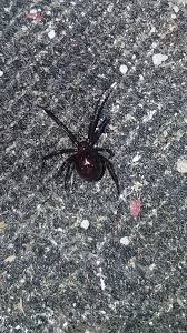 How can you kill black widow spiders? The Black Widow Spider Was Found At A Kinson Home Bournemouth Echo