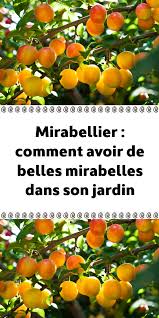 Mirabellier Comment Avoir De Belles Mirabelles Dans Son Jardin Jardin Fruitier Jardins Jardin Poulet