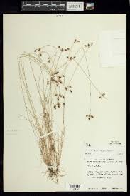 Image result for Bulbostylis megastachys