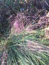 Image result for Eragrostis paradoxa