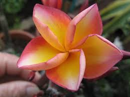 The Plumeria Indonesian Rose Plumeria Frangipani Rose