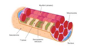 Muscle Fibres Bioninja Muscle Fiber Muscle Contraction
