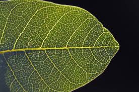 Image result for Lannea discolor