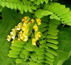 Image result for Calpurnia aurea