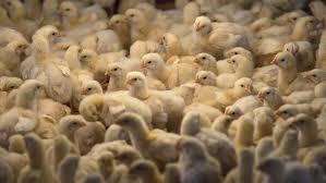 Industri ayam merupakan industri yang besar dijalankan di malaysia. Ribuan Ayam Ternak Di Inggris Mati Akibat Kepanasan