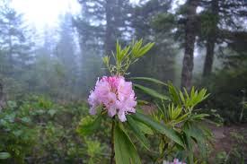 All flowers tulips sunflowers roses plants orchids love & romance modern styles spring flowers custom photo vases best sellers lilies 50% off roses gerbera daisies carnations daisies iris florist designed bouquets grower's collection. April Showers Bring Spring Flowers Explore Hood Canal