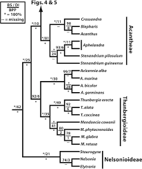 Image result for Blepharis stuhlmannii