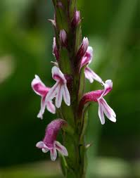 Image result for Striga bilabiata