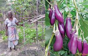 தன்னிறைவு பொருளாதாரம்; தமிழர் வாழ்வியல் கற்றுத்தந்த பாடம் | தினகரன்  வாரமஞ்சரி