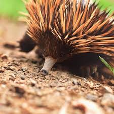Beautiful Biomes Northern Nsw Did You Know Short Beaked Echidnas Are Found All Over Australia Including Rainforest Dry Scleroph Cute Animals Biomes Animals