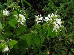 Image result for Bauhinia bowkeri