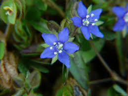 Image result for Hydrolea brevistyla