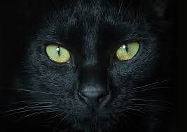 Free shipping available on many items. 100 Black Cat Pictures Download Free Images On Unsplash