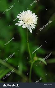 Image result for Scabiosa drakensbergensis