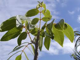 Image result for Zanthoxylum