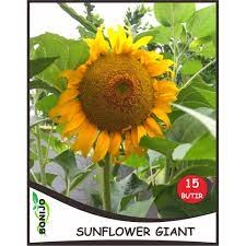 Bunga matahari merupakan tanaman khas, dengan kepala bunga besar serta berwarna kuning cerah. Biji Benih Sunflower Giant Bunga Matahari Besar Shopee Indonesia