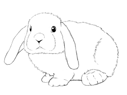 How to draw a anima rabbitl eye. How To Draw A Bunny Step By Step Draw Central