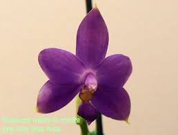 Image result for Landolphia violacea