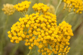 Image result for Helichrysum brassii