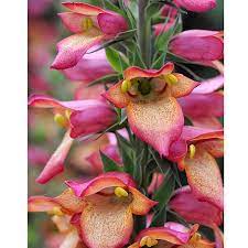 A cross between common garden foxglove and perennial isoplexis canariensis. Foxglove Illumination Flame Van Meuwen