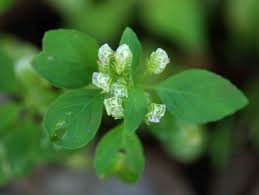 Image result for Justicia tenella