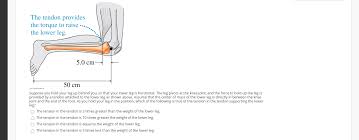With the lower leg hanging freely off the edge of the bench, the knee jerk is tested by striking the quadriceps tendon directly with the reflex hammer. The Tendon Provides The Torque To Raise The Lower Chegg Com