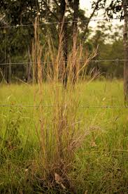 Image result for Hyparrhenia collina