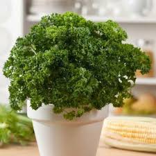 Image result for Petroselinum