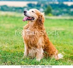 Golden Retriever Beautiful Dog Breed Golden Retriever Outdoors Canstock