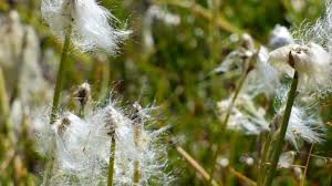 Benvenute sul sito di capelli di fata, dove siamo ossessionate dai capelli lunghi e dalla cura intelligente del capello :) Capelli Di Fata Archivi Italian Botanical Trips