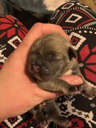 The french bulldog or «frenchie» evolved from the fighting bulldogs of the early 1800's. French Bulldog Puppy Dog For Sale In Bean Station Tennessee