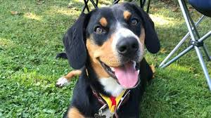 In den letzten jahren ist vor allem der. Entlebucher Sennenhund So Fuhlt Sich Die Rasse Wohl Herz Fuer Tiere De