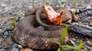 \\envenomation from a cottonmouth can lead to temporary and/or permanent tissue and muscle damage; Cottonmouth Snakes Facts About Water Moccasins Live Science
