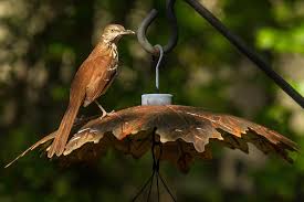 The peach state also has vast areas that haven't yet been altered by urban development. Georgia State Bird Brown Thrasher Photograph By Robert L Jackson